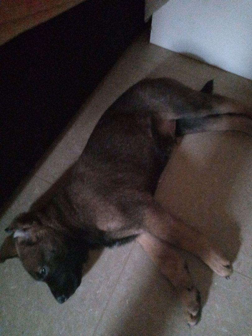 Zuckersüße Mischling Welpen