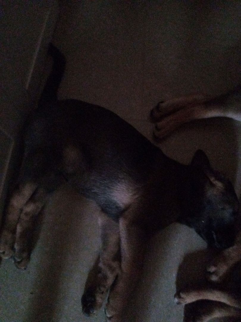 Zuckersüße Mischling Welpen