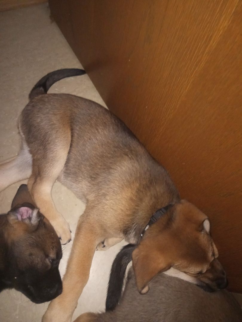 Zuckersüße Mischling Welpen