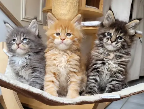 Maine Coon-WHATSAPP: +4915217519768