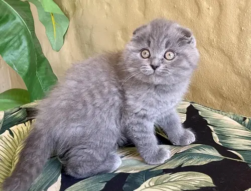 Scottish Fold-Kätzchen zum Verkauf