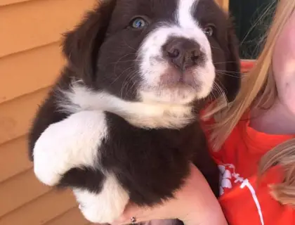 Wunderschöne Australischer Schäferhund