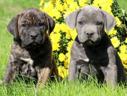 Wunderschöne Cane Corso welpen