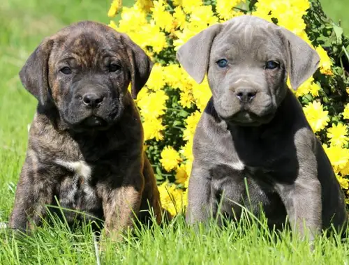 Wunderschöne Cane Corso welpen