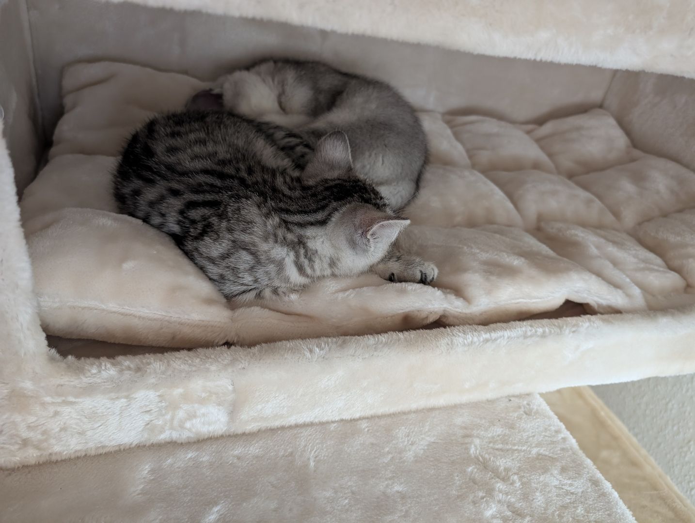 BKH Katzen BKH Katzen