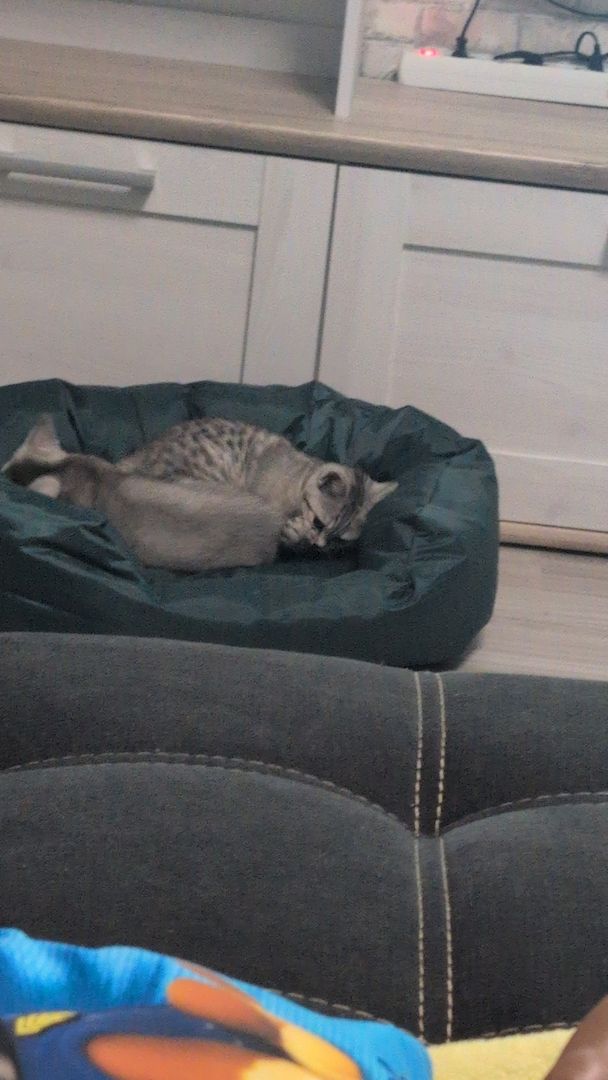 BKH Katzen BKH Katzen