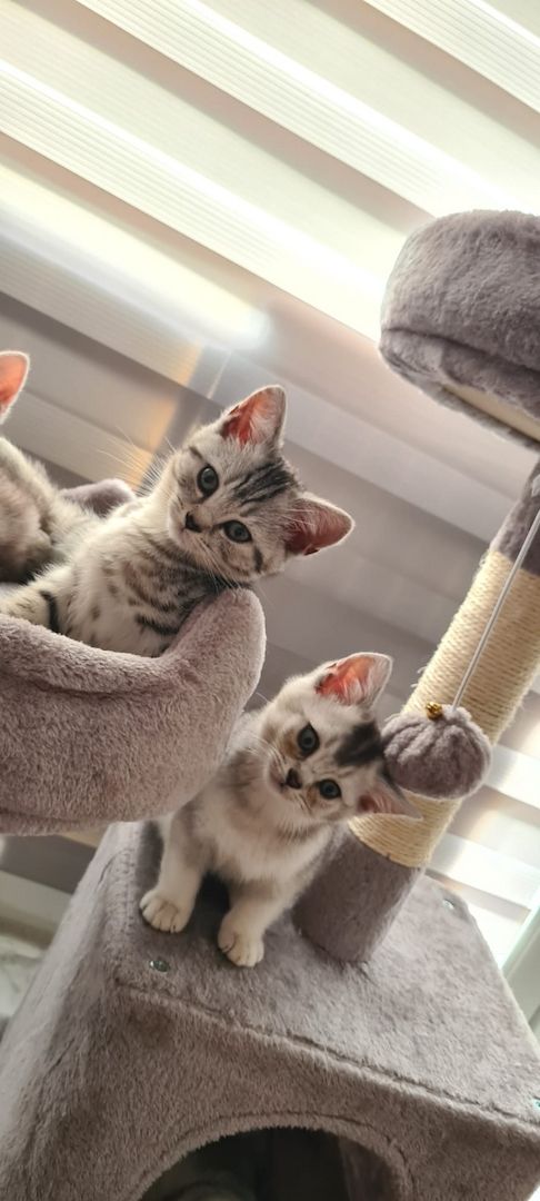 BKH Katzen BKH Katzen