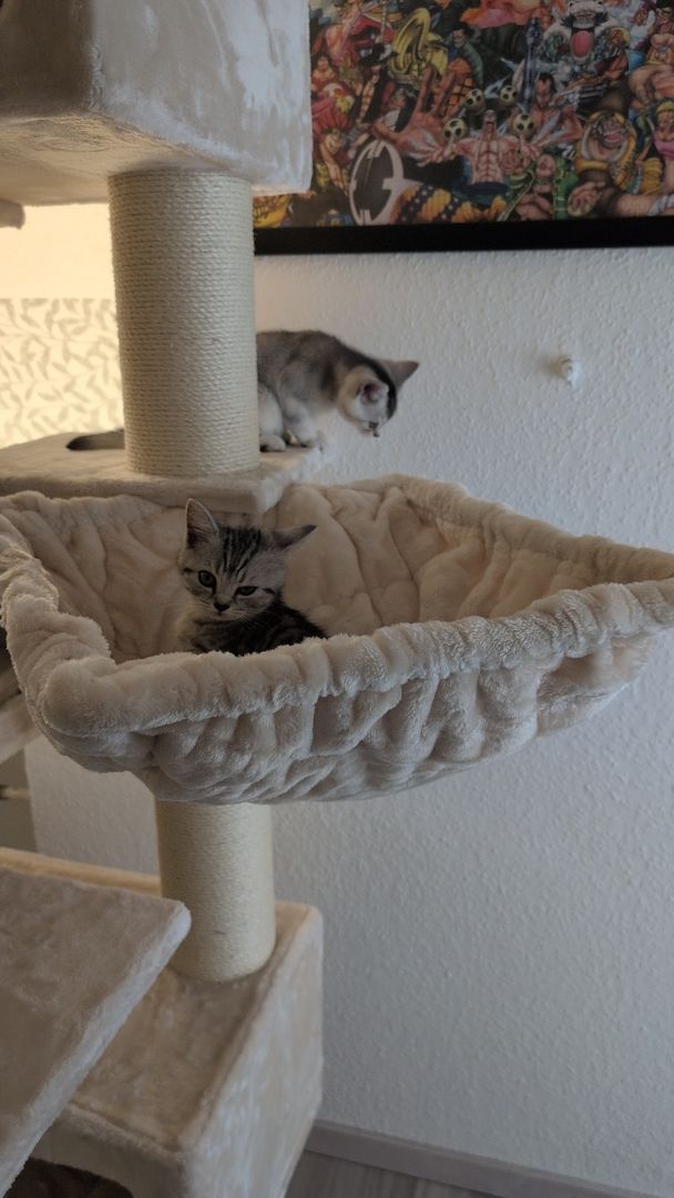 BKH Katzen BKH Katzen
