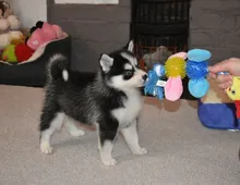 Pomsky Welpen suchen ein neues Zuhause :)