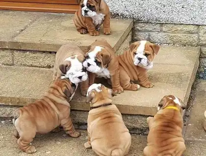 Englische Bulldoggenwelpen