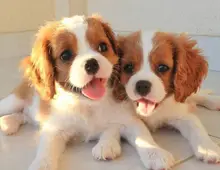 Cavalier King Charles Spaniel Welpen