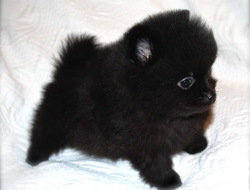 Mini Pomeranian-WHATSAPP:+4915217519768