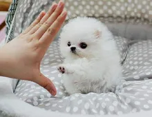 Mini Pomeranian-WHATSAPP:+4915217519768