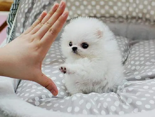 Mini Pomeranian-WHATSAPP:+4915217519768