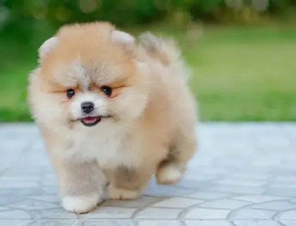 Mini Pomeranian-WHATSAPP:+4915217519768