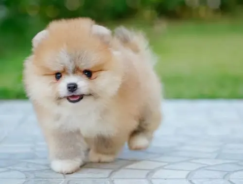 Mini Pomeranian-WHATSAPP:+4915217519768