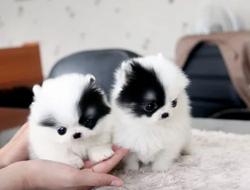 Mini Pomeranian-WHATSAPP:+4915217519768