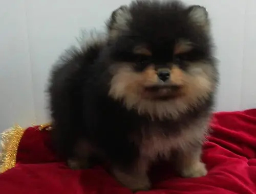 Mini Pomeranian-WHATSAPP:+4915217519768