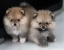 Mini Pomeranian-WHATSAPP:+4915217519768