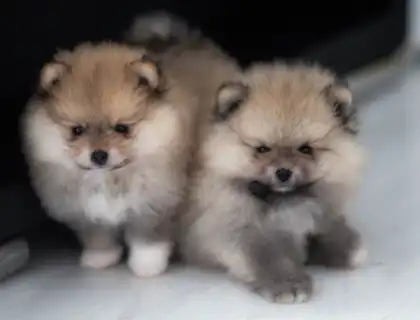 Mini Pomeranian-WHATSAPP:+4915217519768