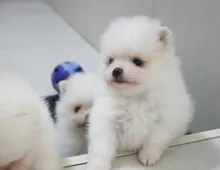 Mini Pomeranian-WHATSAPP:+4915217519768