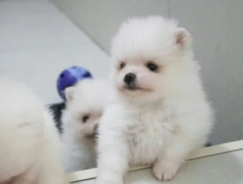 Mini Pomeranian-WHATSAPP:+4915217519768