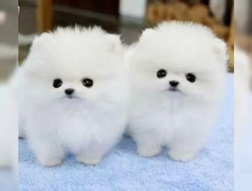 Mini Pomeranian-WHATSAPP:+4915217519768