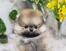 Mini Pomeranian-WHATSAPP:+4915217519768