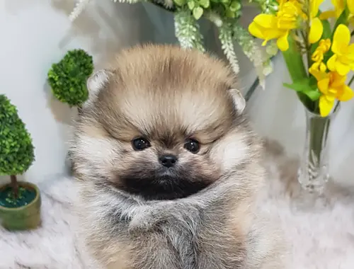 Mini Pomeranian-WHATSAPP:+4915217519768