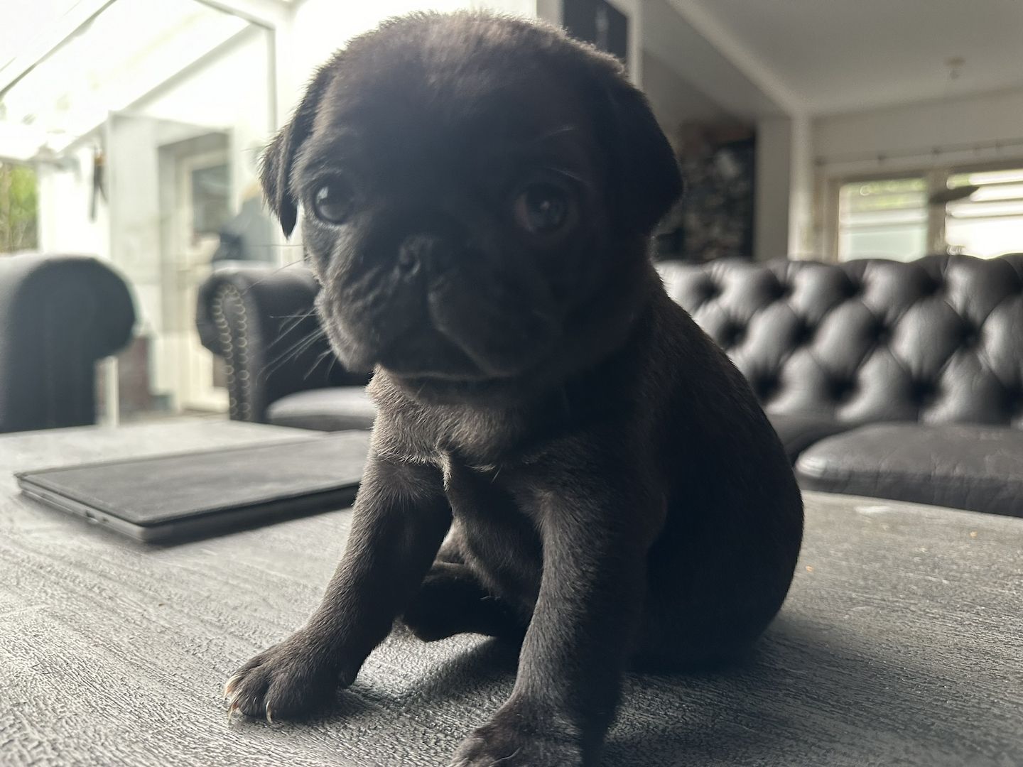 Reinrassige Möpse mit Stammbaum – 2 Weibchen & 1 Rüde noch verfügbar