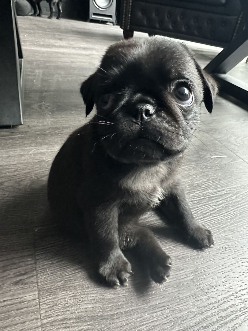 Reinrassige Möpse mit Stammbaum – 2 Weibchen & 1 Rüde noch verfügbar