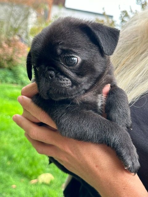 Reinrassige Möpse mit Stammbaum – 2 Weibchen & 1 Rüde noch verfügbar