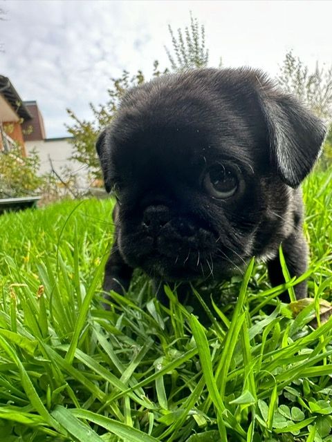 Reinrassige Möpse mit Stammbaum – 2 Weibchen & 1 Rüde noch verfügbar