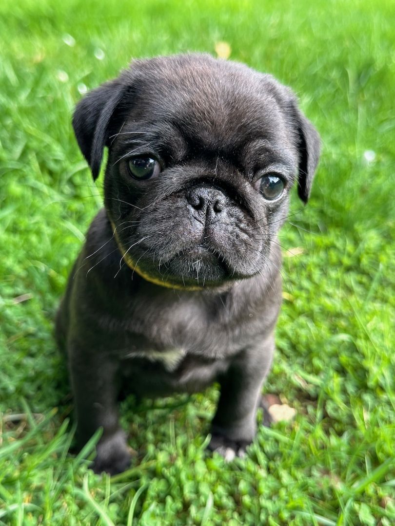 Reinrassige Möpse mit Stammbaum – 2 Weibchen & 1 Rüde noch verfügbar