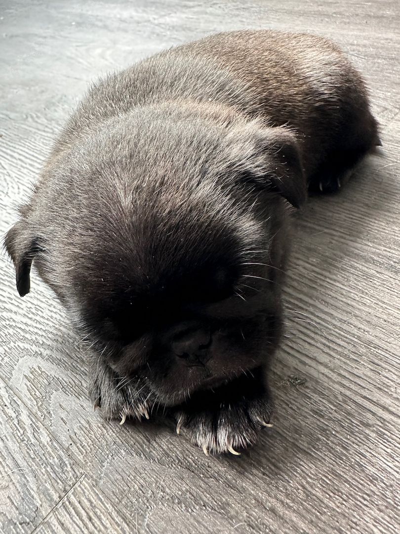 Reinrassige Möpse mit Stammbaum – 2 Weibchen & 1 Rüde noch verfügbar