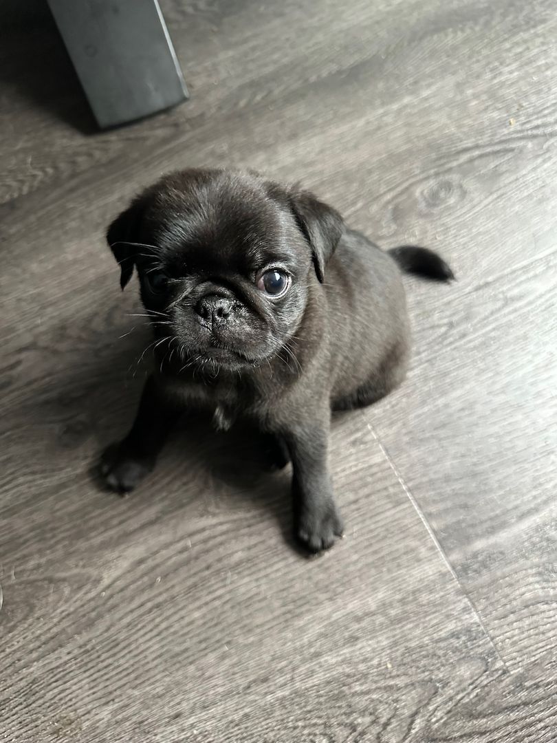 Reinrassige Möpse mit Stammbaum – 2 Weibchen & 1 Rüde noch verfügbar