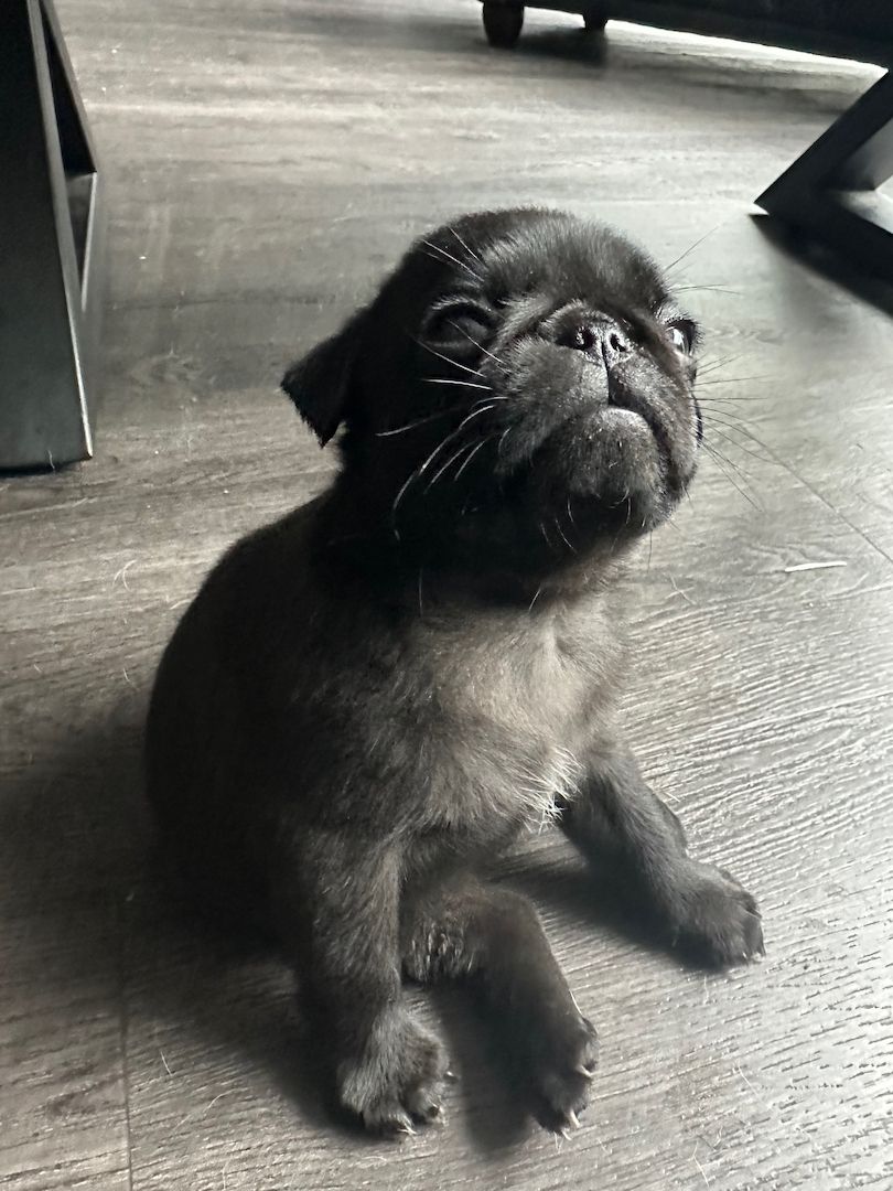 Reinrassige Möpse mit Stammbaum – 2 Weibchen & 1 Rüde noch verfügbar