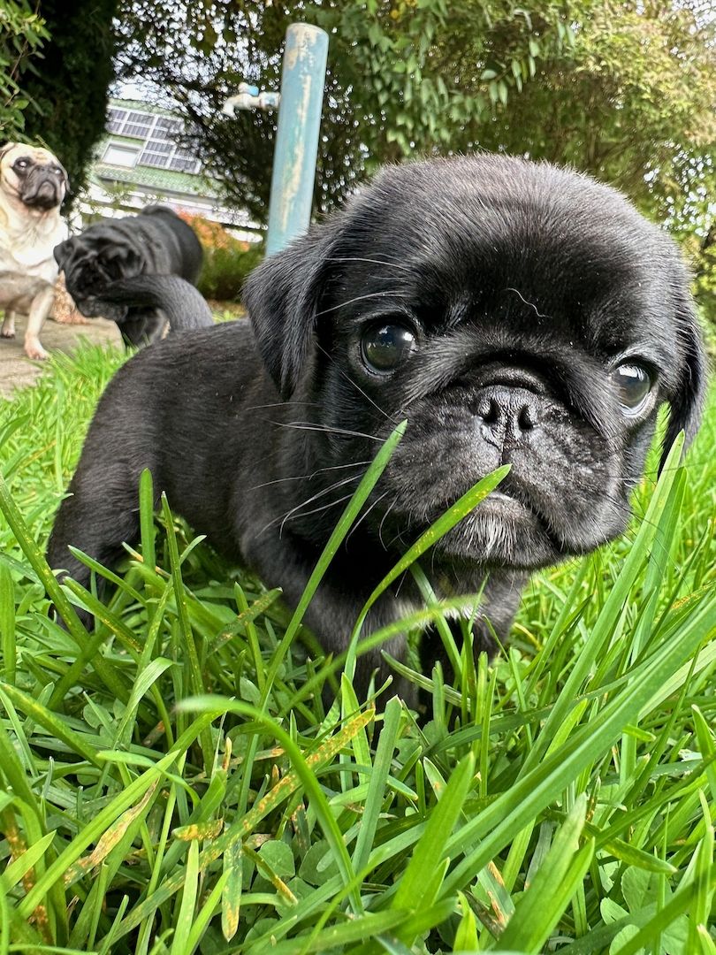 Reinrassige Möpse mit Stammbaum – 2 Weibchen & 1 Rüde noch verfügbar