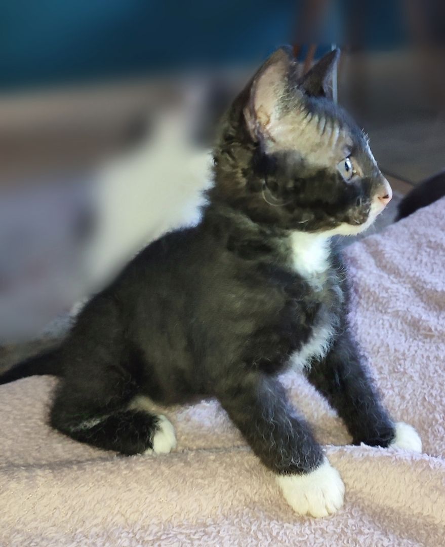 Don Sphynx brush Kitten