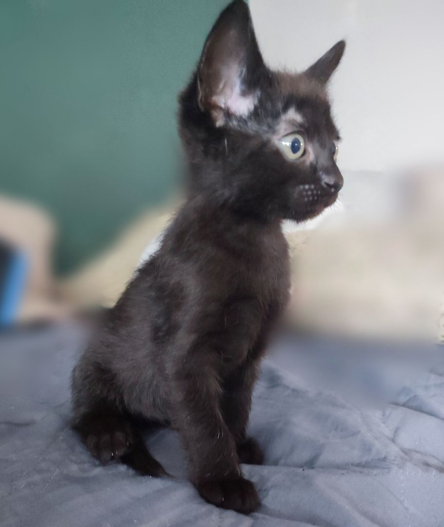 Don Sphynx brush Kitten