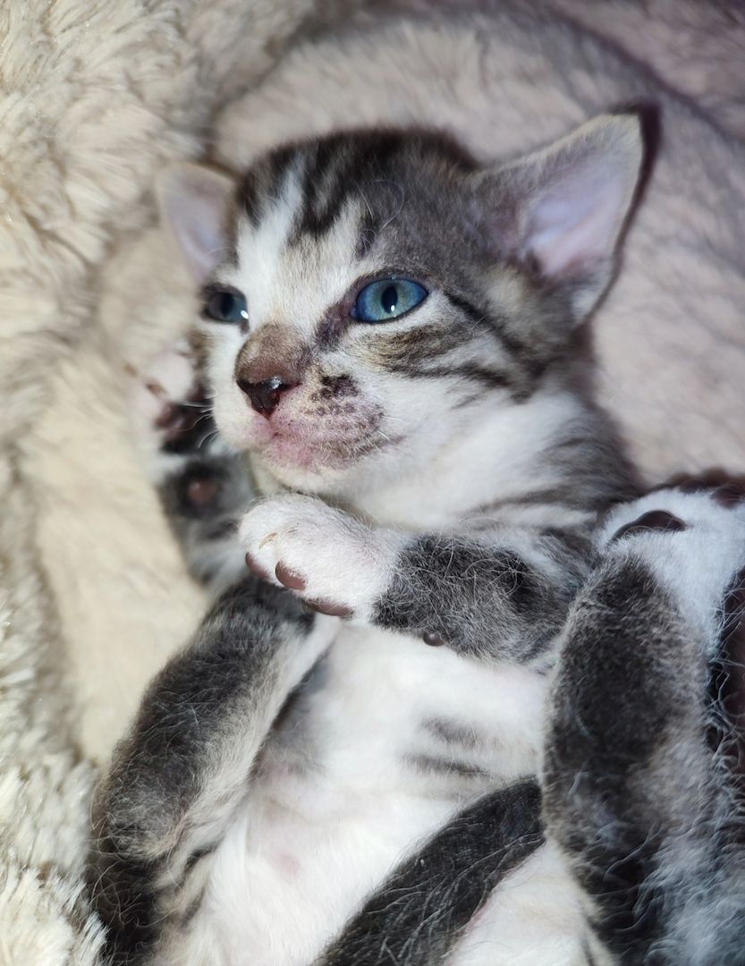 Don Sphynx brush Kitten