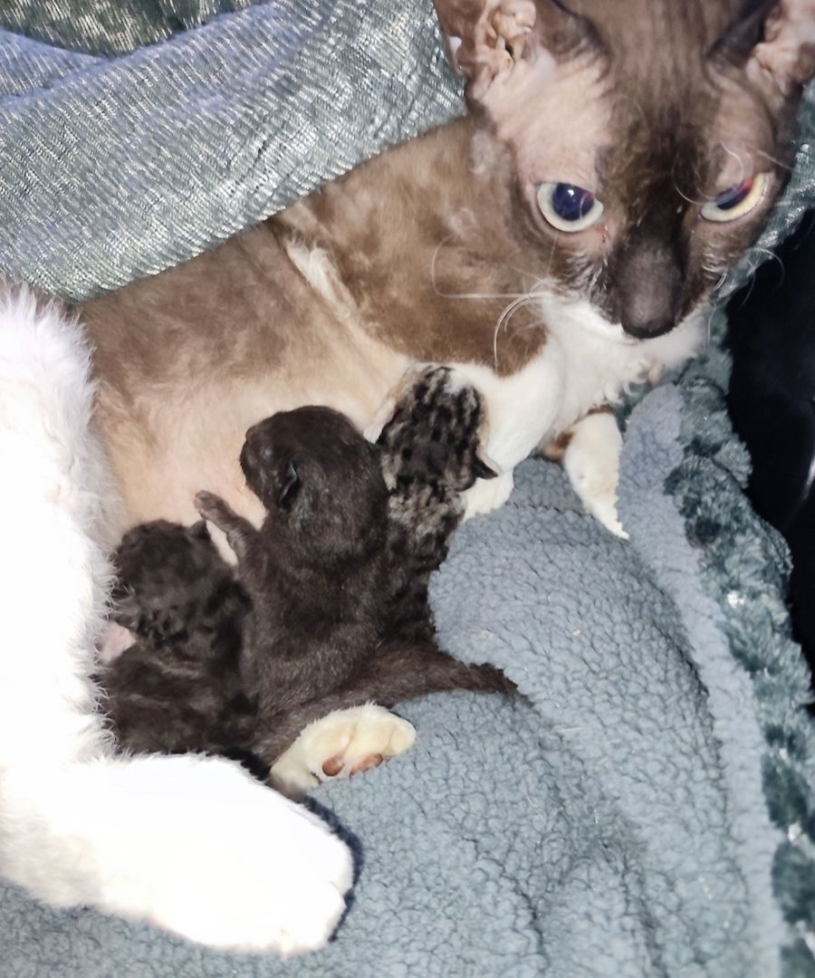 Don Sphynx brush Kitten