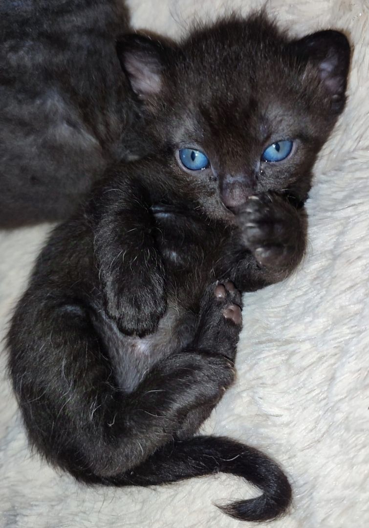 Don Sphynx brush Kitten