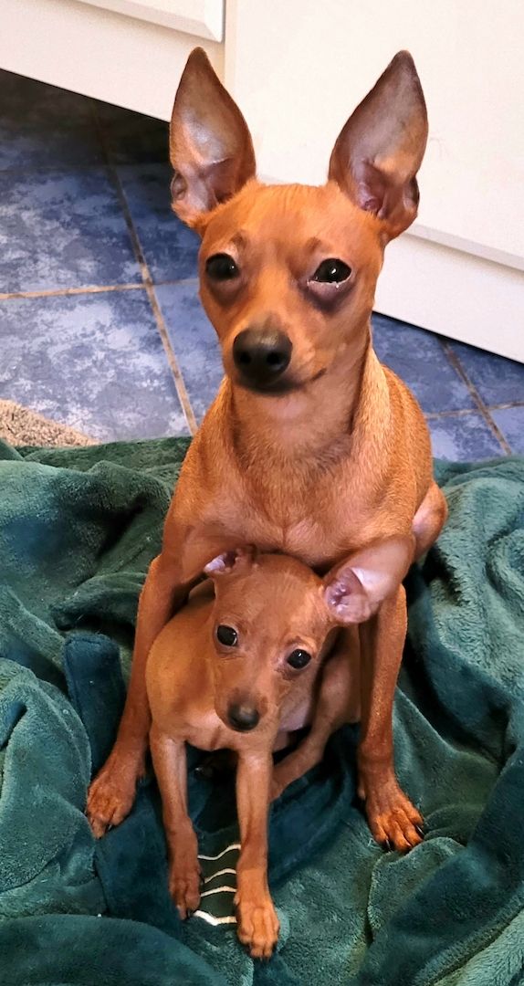 Drollinge Prager Rattler Mädchen