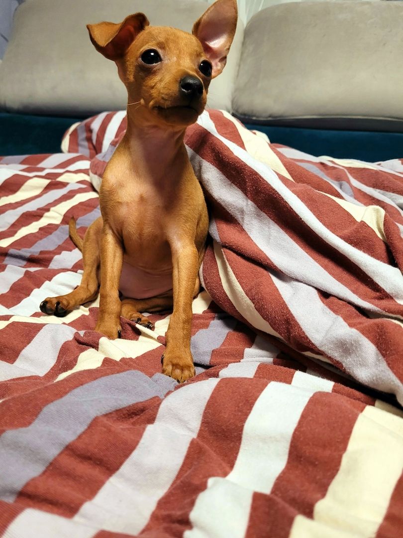 Drollinge Prager Rattler Mädchen