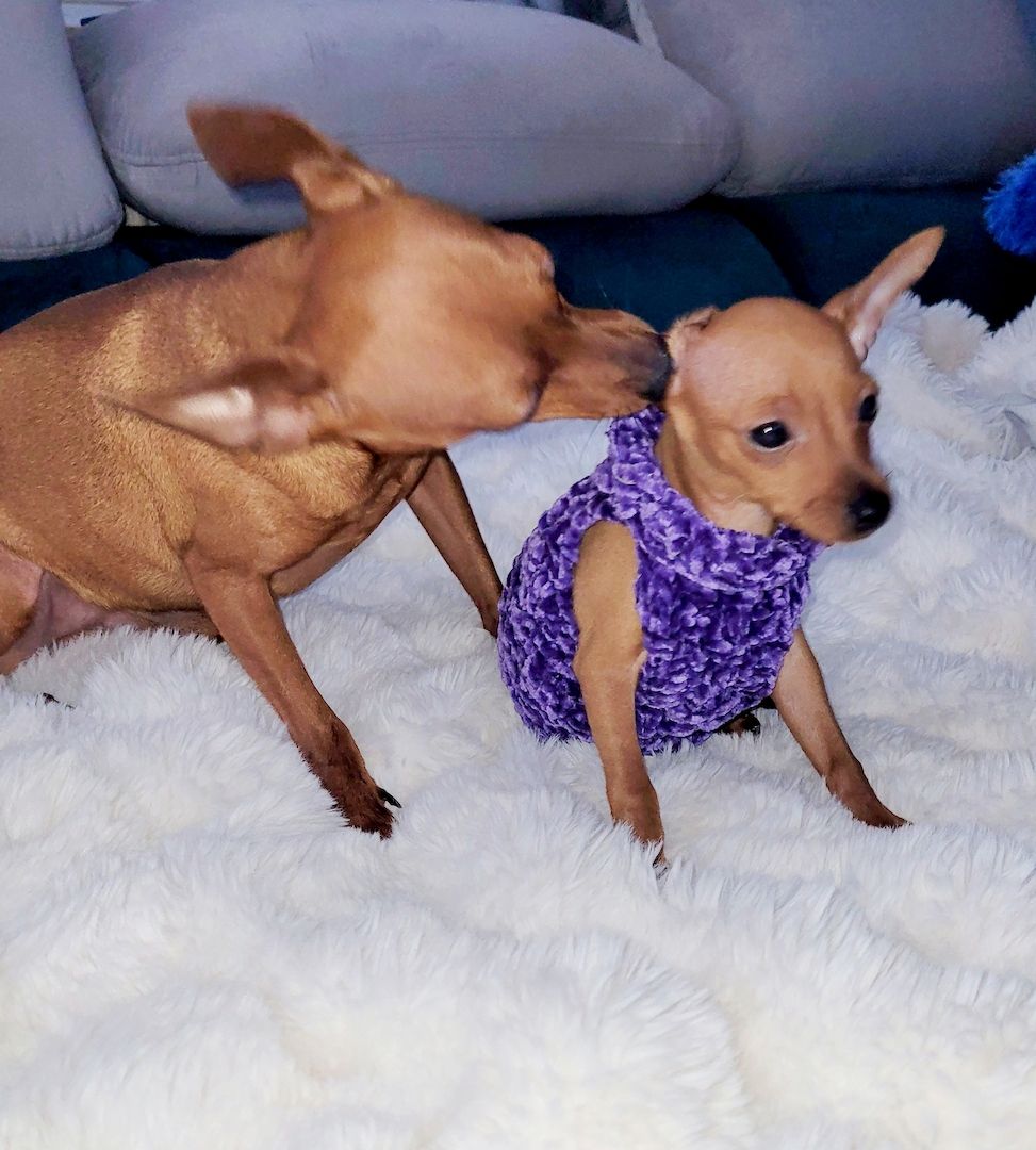 Drollinge Prager Rattler Mädchen