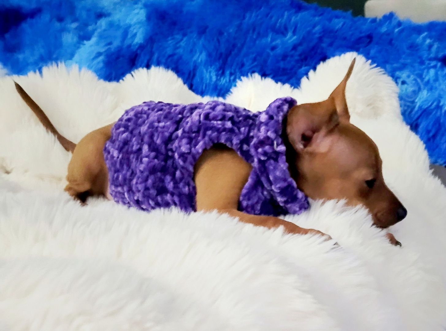 Drollinge Prager Rattler Mädchen