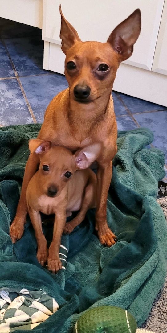 Drollinge Prager Rattler Mädchen