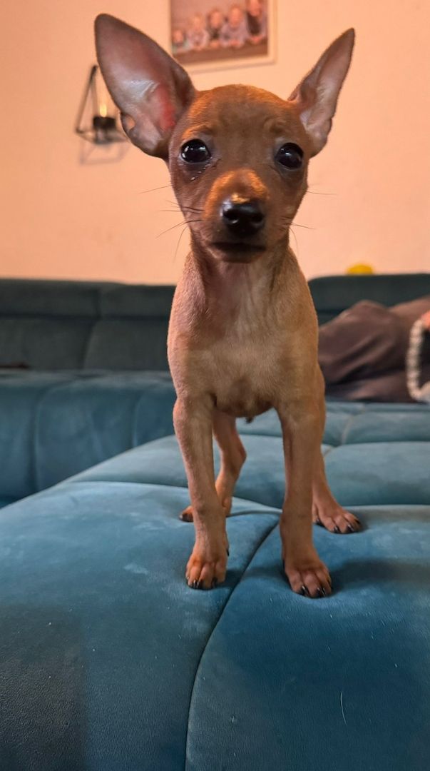 Drollinge Prager Rattler Mädchen