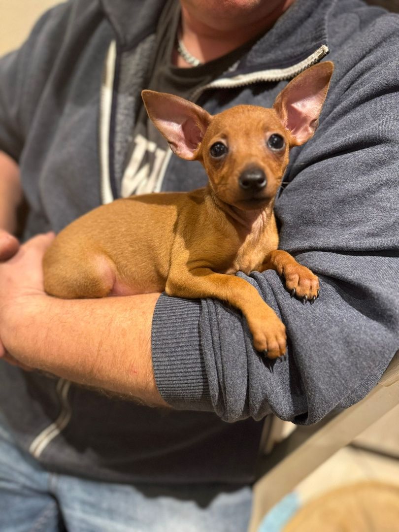 Drollinge Prager Rattler Mädchen